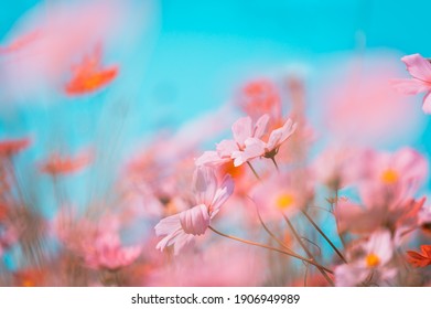 Soft focus beautiful cosmos flowers are blooming in vintage tones with bright sky background.