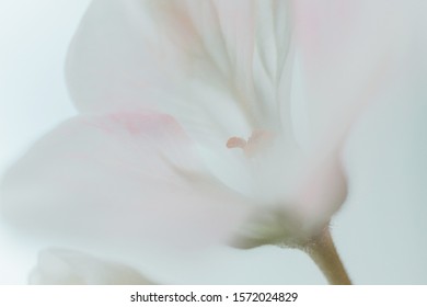 312 Single flower muted background Images, Stock Photos & Vectors ...