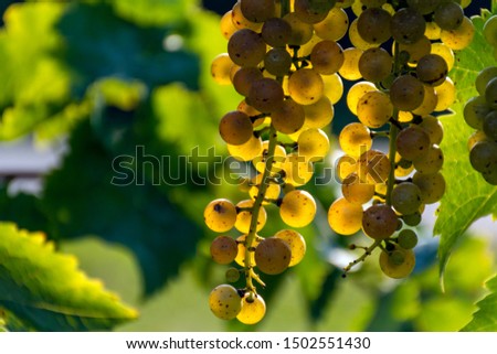 With a soft focus and blurred background, beautiful bunches of golden Riesling grapes ripen on the vine in the wine region of Niagara on the Lake, Ontario.