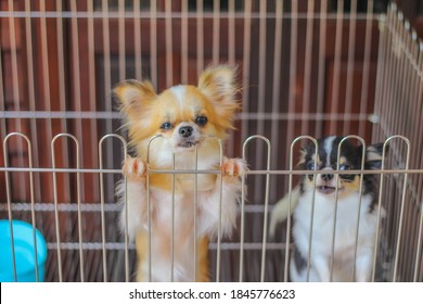 Soft Focus And Blurred Dog In Captivity