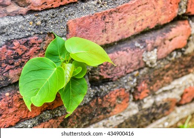 Soft Focus Of Bodhi Grow On Old Brick Wall (naturally Have To Adapt To Survive) For Background.