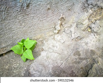 Soft Focus Of Bodhi Grow On Crack Cemen Ground (naturally Have To Adapt To Survive) With Copy Space For Background.