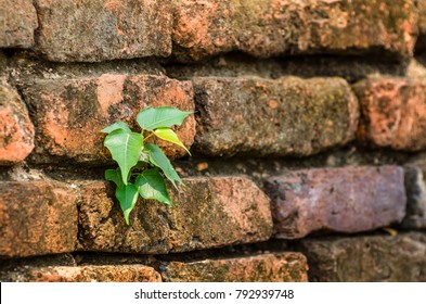 Soft focus of bodhi grow on old brick wall (naturally have to adapt to survive) for background. - Shutterstock ID 792939748