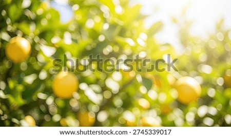 A soft focus, bokeh-filled image of lemons hanging on a tree, bathed in warm sunlight, creating a dreamy and vibrant natural background.