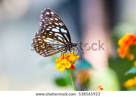 Soft focus. Butterfly on flowers , beautiful butterfly & flower in the garden.