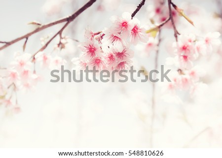 Soft focus Cherry Blossom or Sakura flower on nature background

