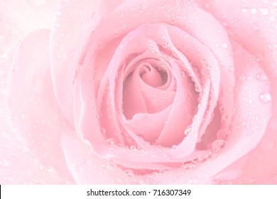 Soft focus, Close up beautiful pink rose with water drops background texture - Powered by Shutterstock