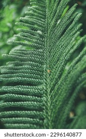 Soft focus of close up Norfolk island pine leaves in pattern for green nature background concept