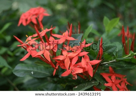 Soft focus close up view of the few red jungle geranium flower clusters (Ixora coccinea) blooming on the plant