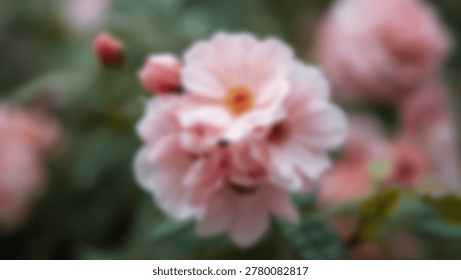 A soft focus close-up captures the delicate beauty of pink rose blossoms. The image showcases the intricate details of the petals, creating a serene and romantic atmosphere.