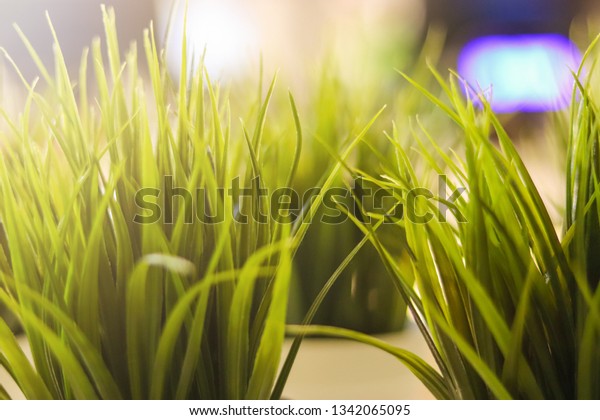 Soft Focus Closeup Decorative Green Grass Stock Photo Edit Now