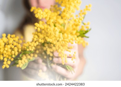 Soft focus close-up hand of young girl or woman holds yellow brunch of mimosa flowers. 8 march women's day concept.