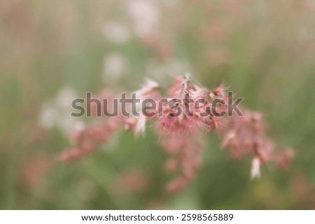 Soft focus close-up of Melinis repens, or Natal grass, with delicate pinkish-red flowers and fine hairs. Captured in natural setting with blurred and serene green background. North Sumatra, Indonesia.