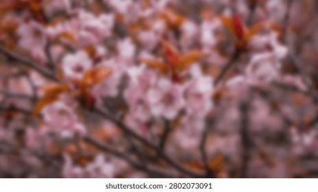 A soft focus close-up view of numerous pink cherry blossoms and new leaves on a tree branch during springtime.