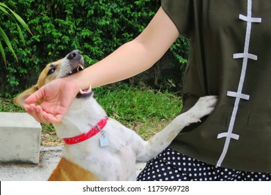 Soft Focus Of A Cute White And Brown Dog Bites In Hand While Playing With Owner. Dangerous And May Be Infected By Rabies. Animal, People And Health Care Concept.