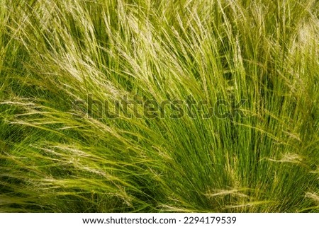 SOFT FOCUS: Feather grass steppe closeup. Wind blowing feather grass, green background. Feather grass at park during wind. Feather-grass flutters in wind and shines in the sun rays. Natural concept
