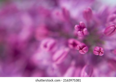 soft focus flourishing textured background with violet lilac flowers