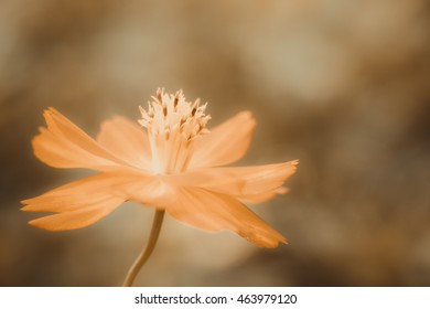 soft focus flower in field with gradient. vintage tone, choppy space