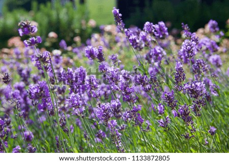 Similar – Image, Stock Photo Delicious Lavender Nature