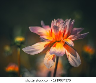 Soft Focus Flowers- Blurred Background