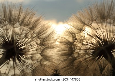Soft focus .Fluffy flowers dandelions against sunset sun close up, blurred background .Two lush dandelions against the sky .The sun shines through of dandelion. Summer or spring natural background.