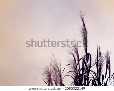 Soft focus of gently wind grass flowers in aesthetic nature of early morning misty sky background. Quiet and calm nature image in minimal mood with copy space.