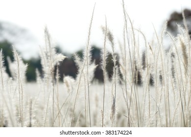 soft focus of grass