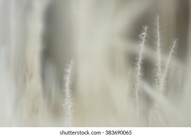 soft focus of grass