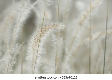 soft focus of grass
