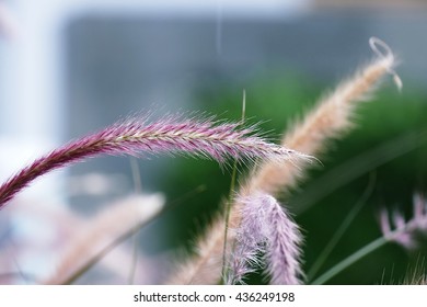 soft focus of grass