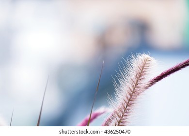 soft focus of grass