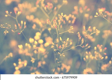 Soft focus Grass Flower  Abstract  spring ,nature background