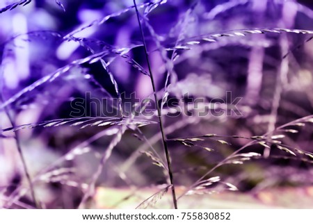 Similar – Image, Stock Photo Blue-purple wild growth sprawls and glows from the twilight.