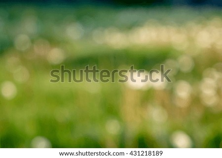  Soft focus grasses                              