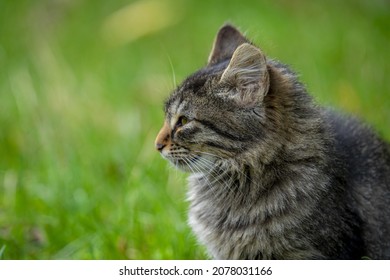 A Soft Focus Of A Gray Cat With A Fierce Look Against Green, Blurry Grass