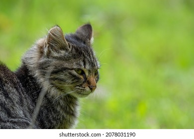 A Soft Focus Of A Gray Cat With A Fierce Look Against Green, Blurry Grass