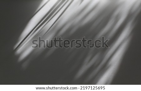 Soft focus gray grain texture black and white refraction wall . Light and shadow smoke abstract copy space background. Palm leaf.