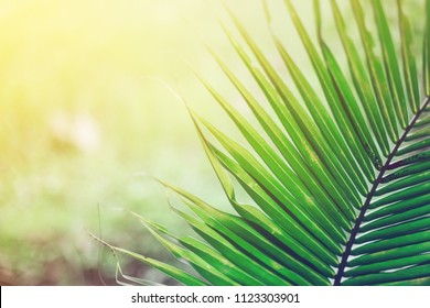 Soft focus Green palm leaves as background with sunlight.Palm Sunday concept.