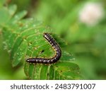 Soft focus of the greenhouse millipede, also known as short-flange millipede, or garden millipede. It