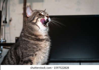 Soft Focus Of Grey Stripped Cat With Beautiful Orange Eyes And Whiskers Looking Away And Licking In Front Of Empty Computer Monitor Blank Screen And Wall