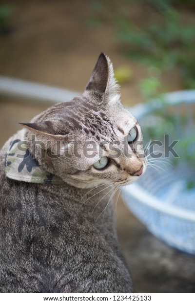 Soft Focus Head Brown Tabby Cat Stock Photo Edit Now 1234425133