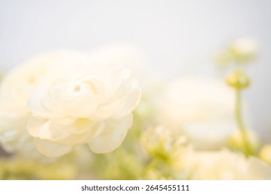 Soft focus image of delicate white ranunculus flowers in bloom, captured in bright natural light with a dreamy pastel tone. Minimalist floral background ideal for spring or romantic themes.
