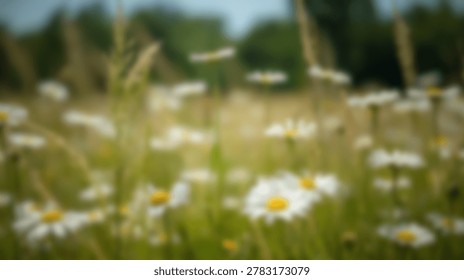 A soft focus image of a field of daisies in bloom. The image is blurred, creating a dreamy and ethereal effect. The daisies are white with yellow centers, and the background is green.