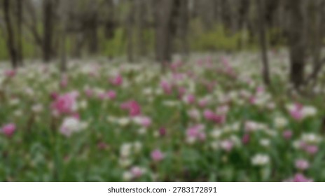 A soft focus image of a field filled with pink and white flowers, creating a serene and natural scene within a forest environment.