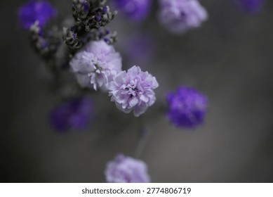 A soft focus image showcasing the delicate beauty of Purple Statice (Limonium sinuatum) flowers. These blooms are perfect for floral arrangements, adding a touch of elegance to any setting.