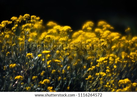 Similar – Yellow wildflowers on a riverbank in the evening light