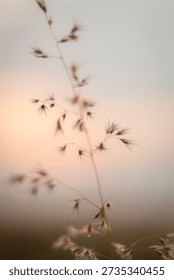 Soft focus image of wild grass flowers glowing in warm sunset light with a blurred bokeh background. This peaceful natural scene creates a calm and dreamy atmosphere, perfect for backgrounds, wellness, mindfulness, nature, and inspirational design.