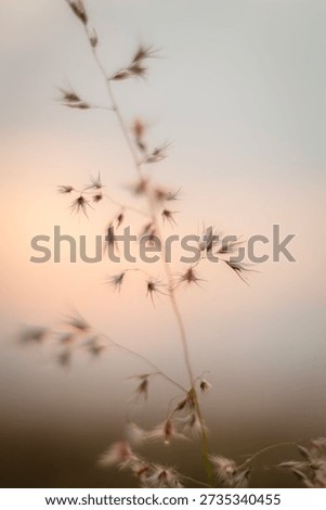 Soft focus image of wild grass flowers glowing in warm sunset light with a blurred bokeh background. This peaceful natural scene creates a calm and dreamy atmosphere, perfect for backgrounds, wellness, mindfulness, nature, and inspirational design.