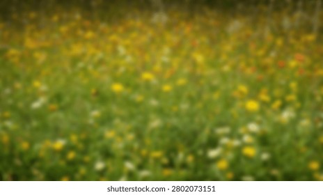 A soft focus, impressionistic view of a meadow filled with small yellow and white wildflowers, bathed in gentle sunlight.