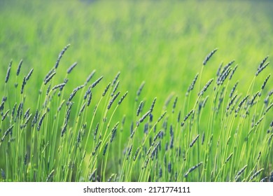 Soft Focus Lavender Field In Summer